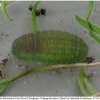 lyc thersamon praepupa volg11